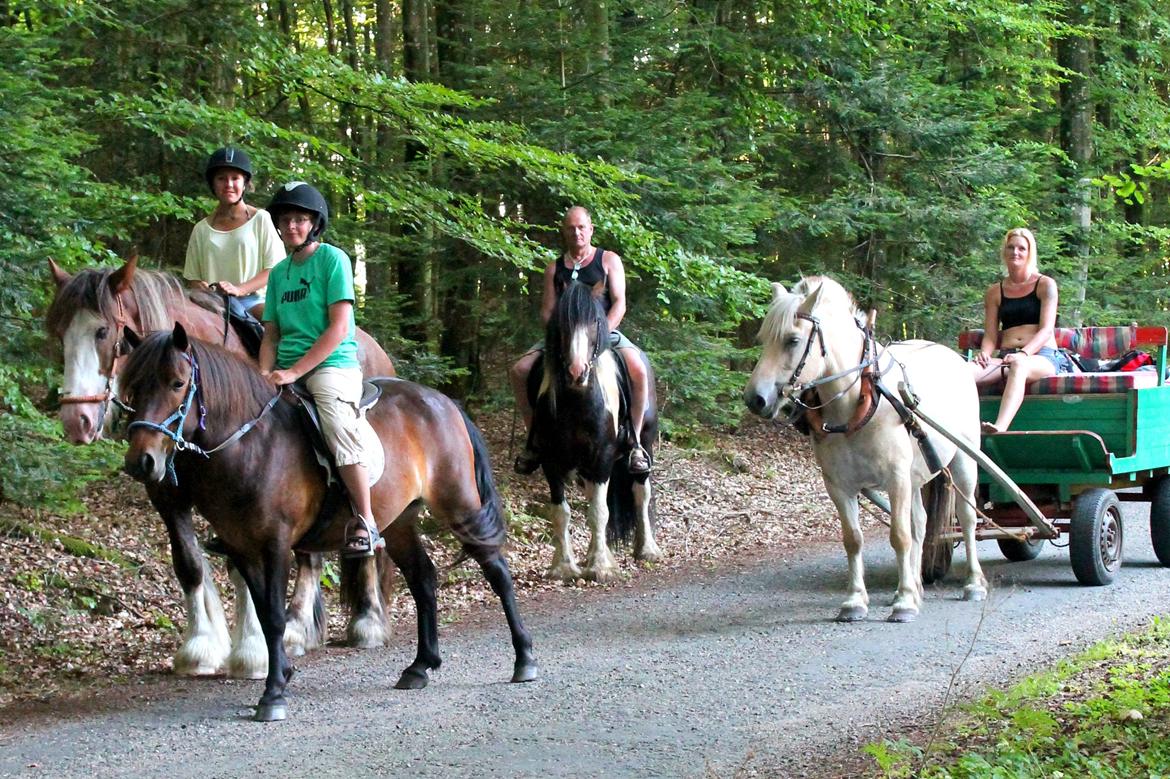 Islænder Tjalfe - 25/07-14 På rideferie. billede 4