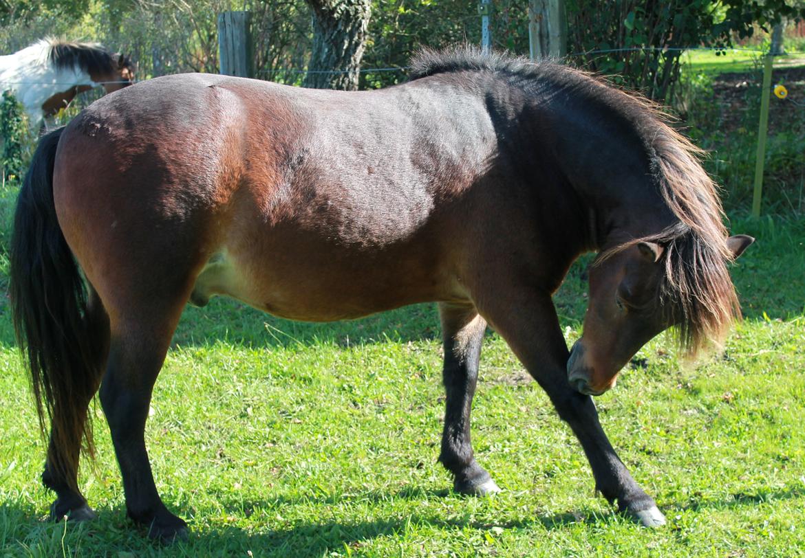 Islænder Tjalfe - 19/09-15 billede 3