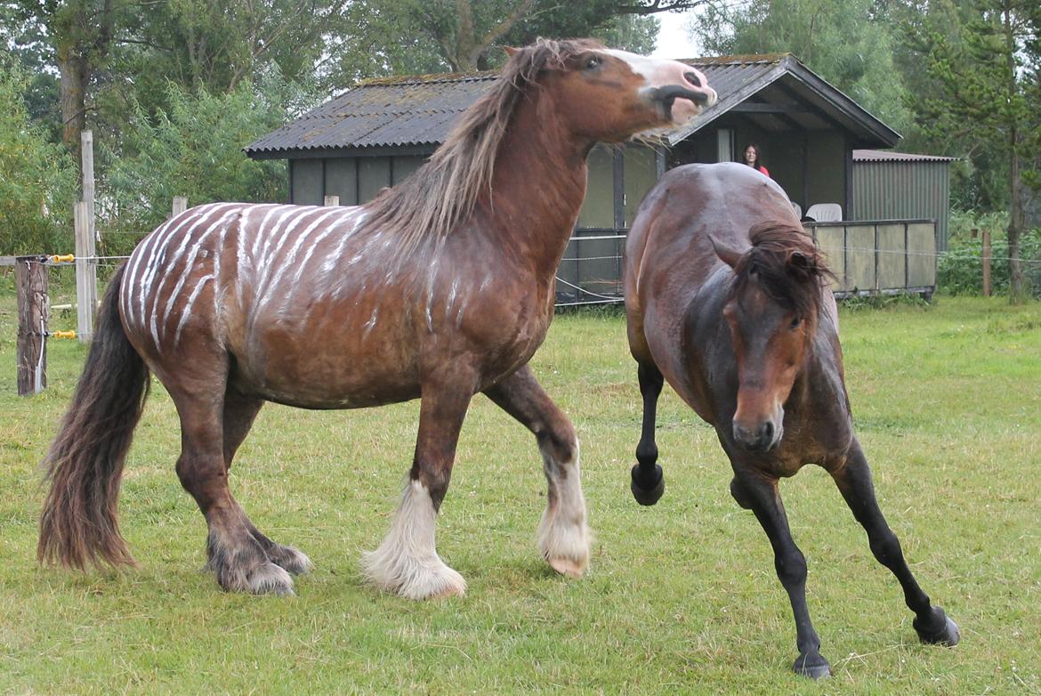 Islænder Tjalfe - 08/07-14 billede 5