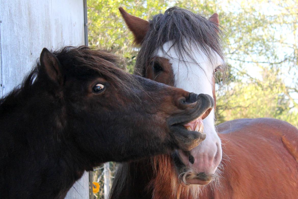 Islænder Tjalfe - 27/04-14 billede 10