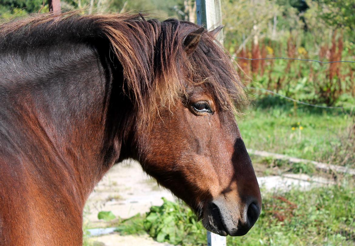 Islænder Tjalfe - 19/09-15 billede 2