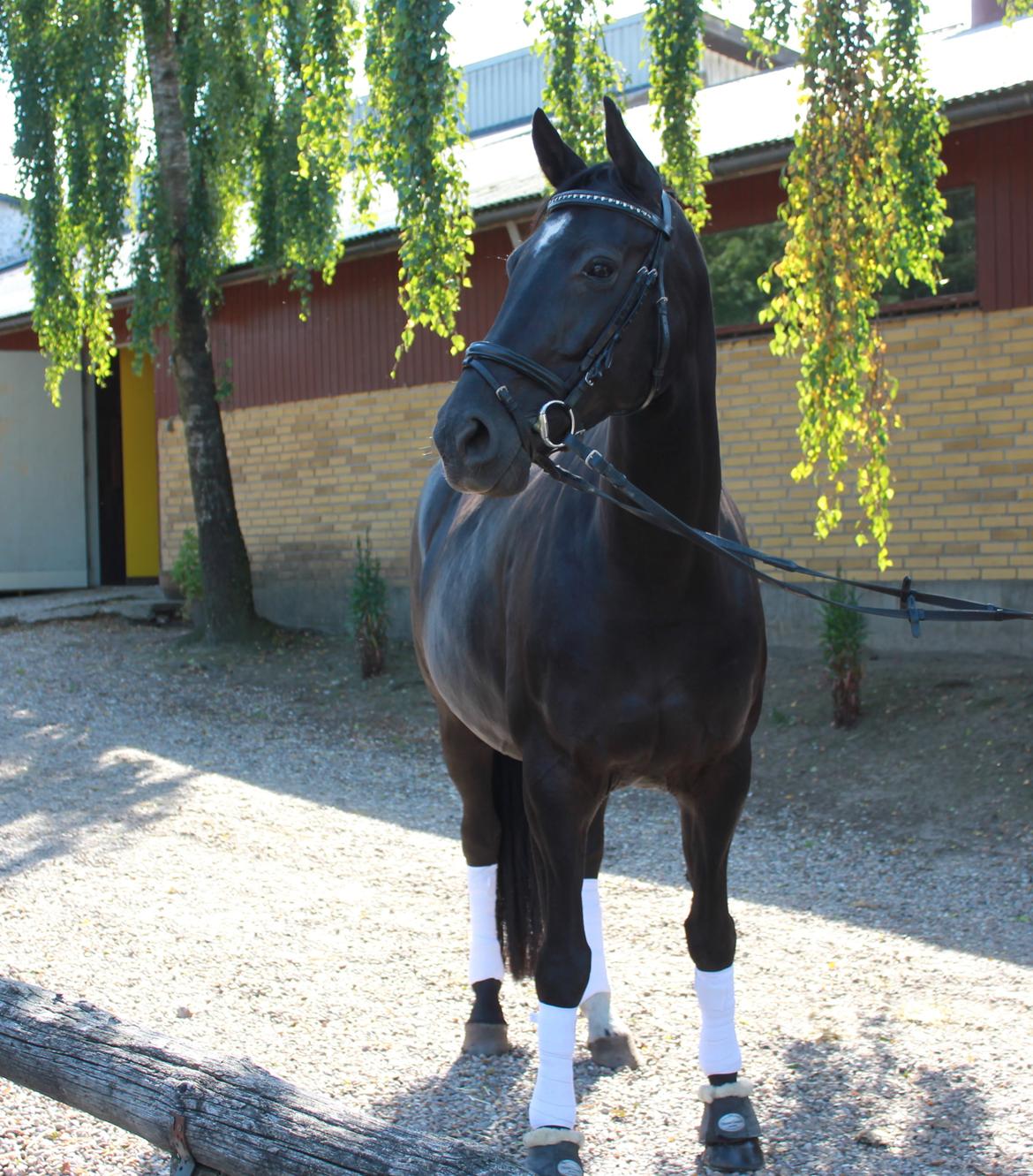 Dansk Varmblod Nofret billede 1