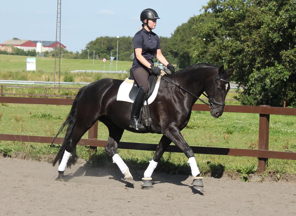 Dansk Varmblod Nofret billede 5