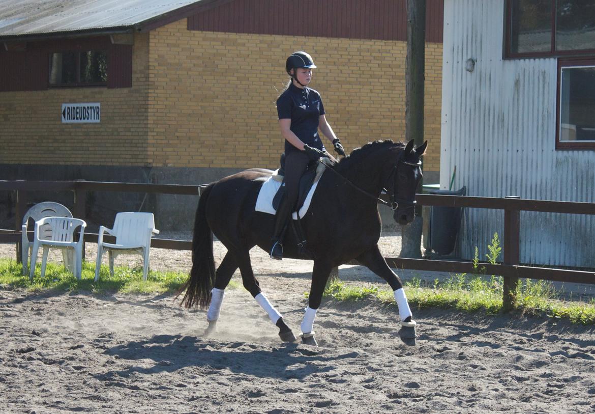 Dansk Varmblod Nofret billede 8