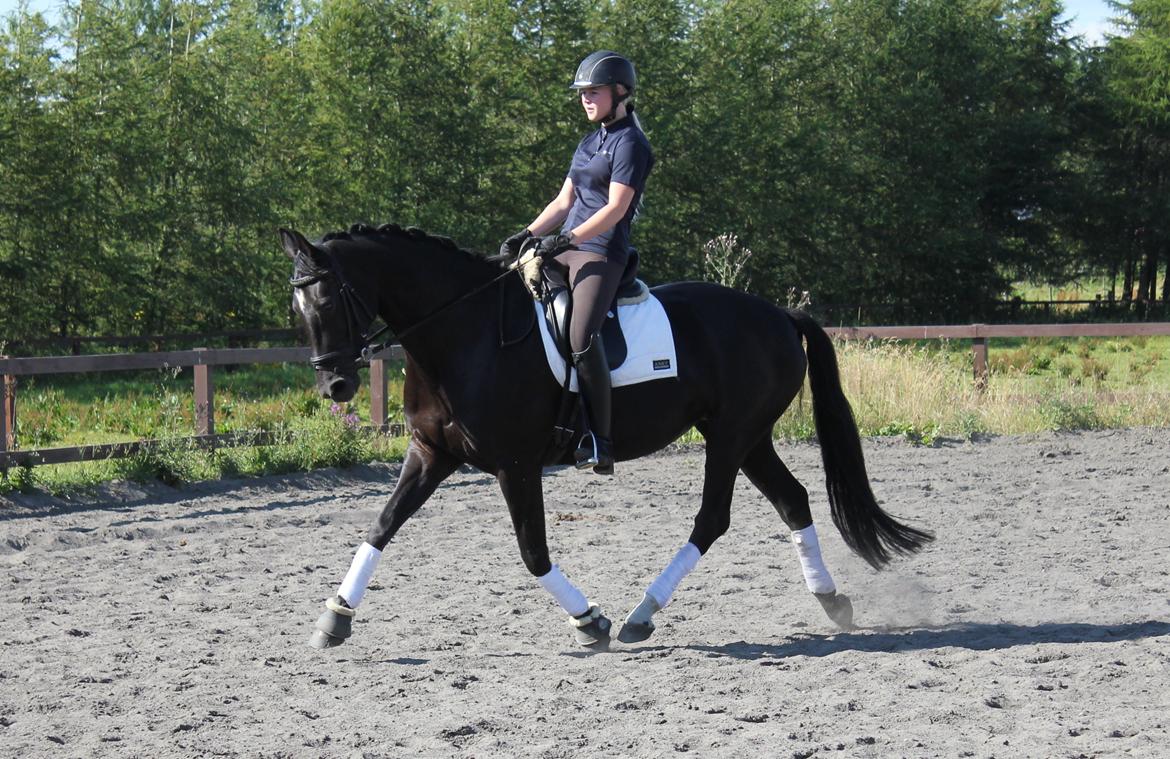 Dansk Varmblod Nofret billede 2