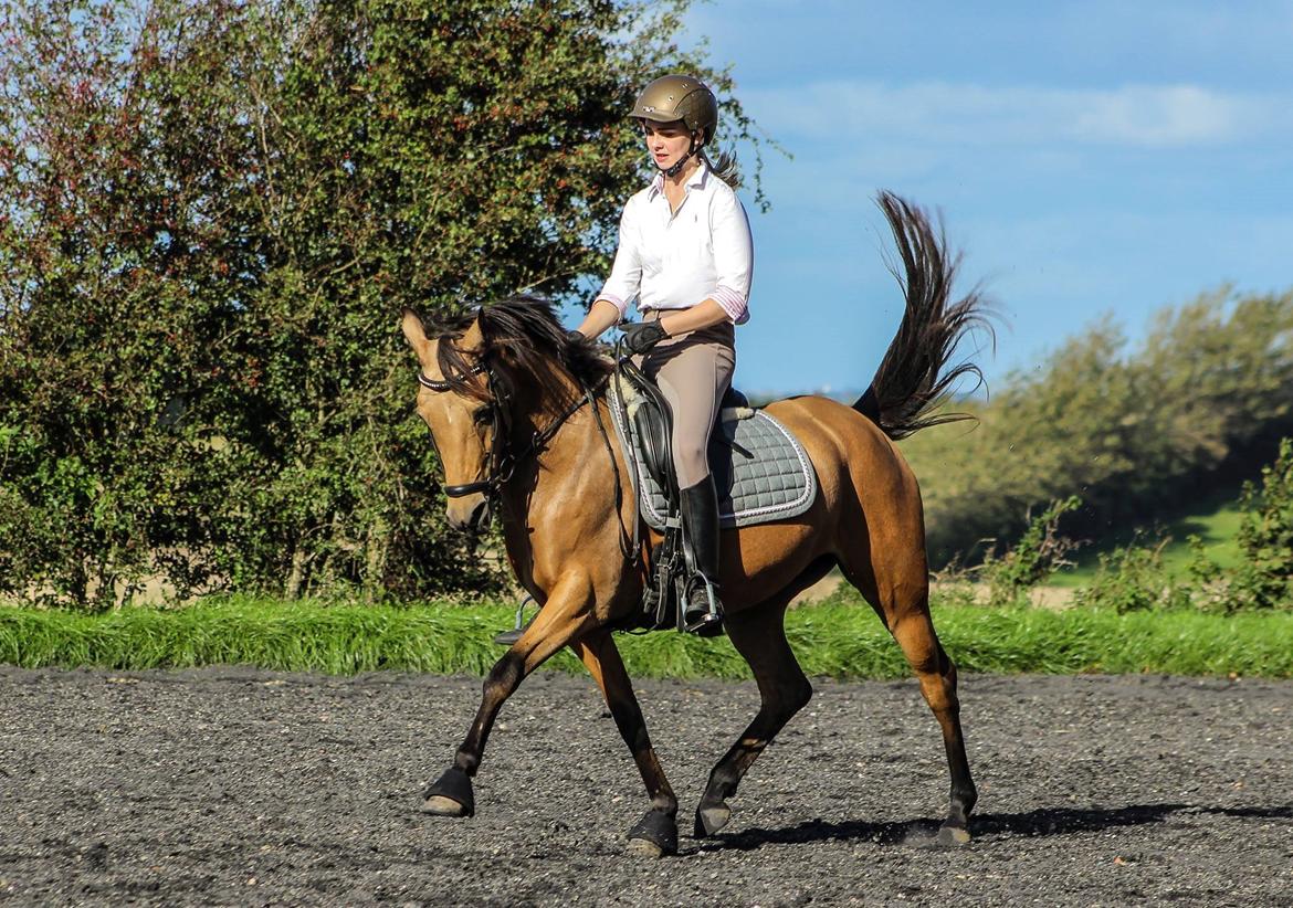 DSP Anemone Wales  billede 1