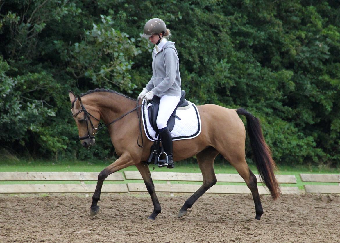 DSP Anemone Wales  billede 2