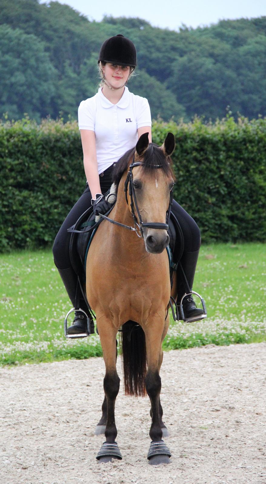 DSP Anemone Wales  billede 5