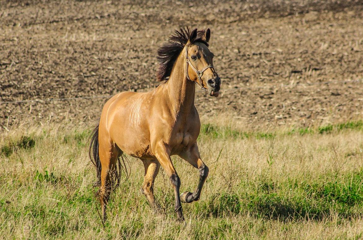 DSP Anemone Wales  billede 7