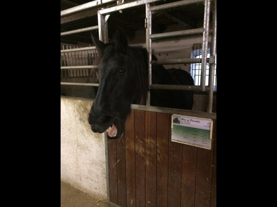 Frieser Mira of paradise billede 4