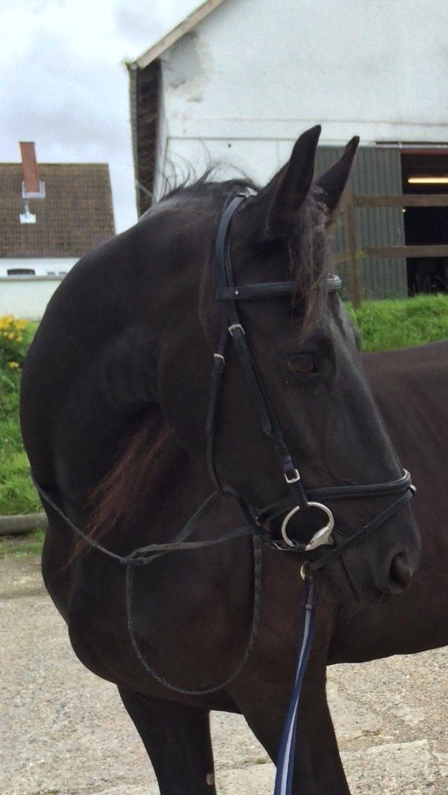 Frieser Mira of paradise billede 11