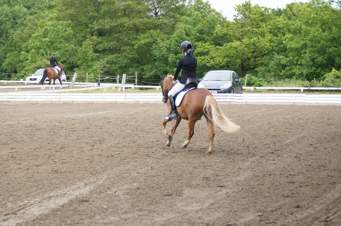 Welsh Pony (sec B) Kirkelodgaards Mischa billede 20