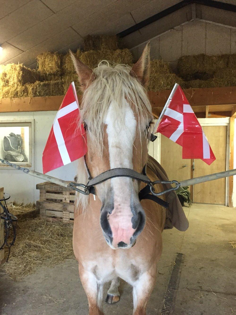 Haflinger Rascitta billede 14