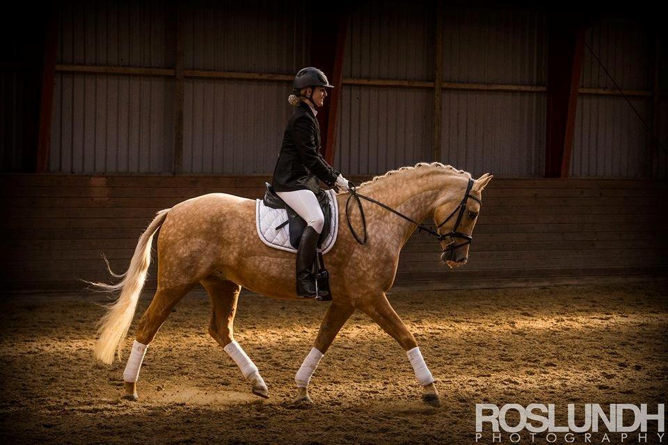 Palomino Kjærgaards Golden Champ - D. 10. oktober 2015. LD2 til 74%. Nummer 2 til klubmesterskabet for hest på HHR billede 9