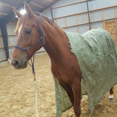 Welsh Partbred (Sec F) Meadows Red Ribbon billede 8