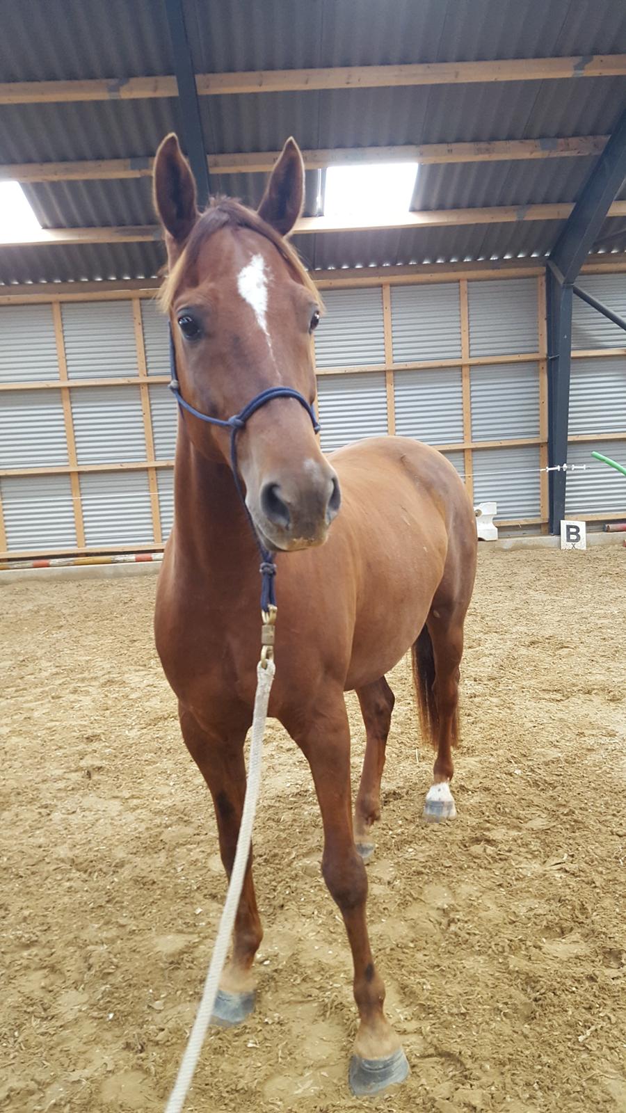 Welsh Partbred (Sec F) Meadows Red Ribbon billede 2