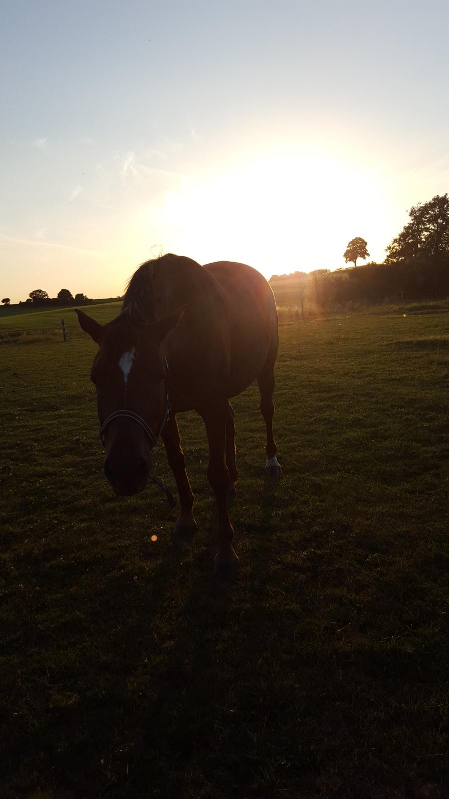 Welsh Partbred (Sec F) Meadows Red Ribbon billede 3