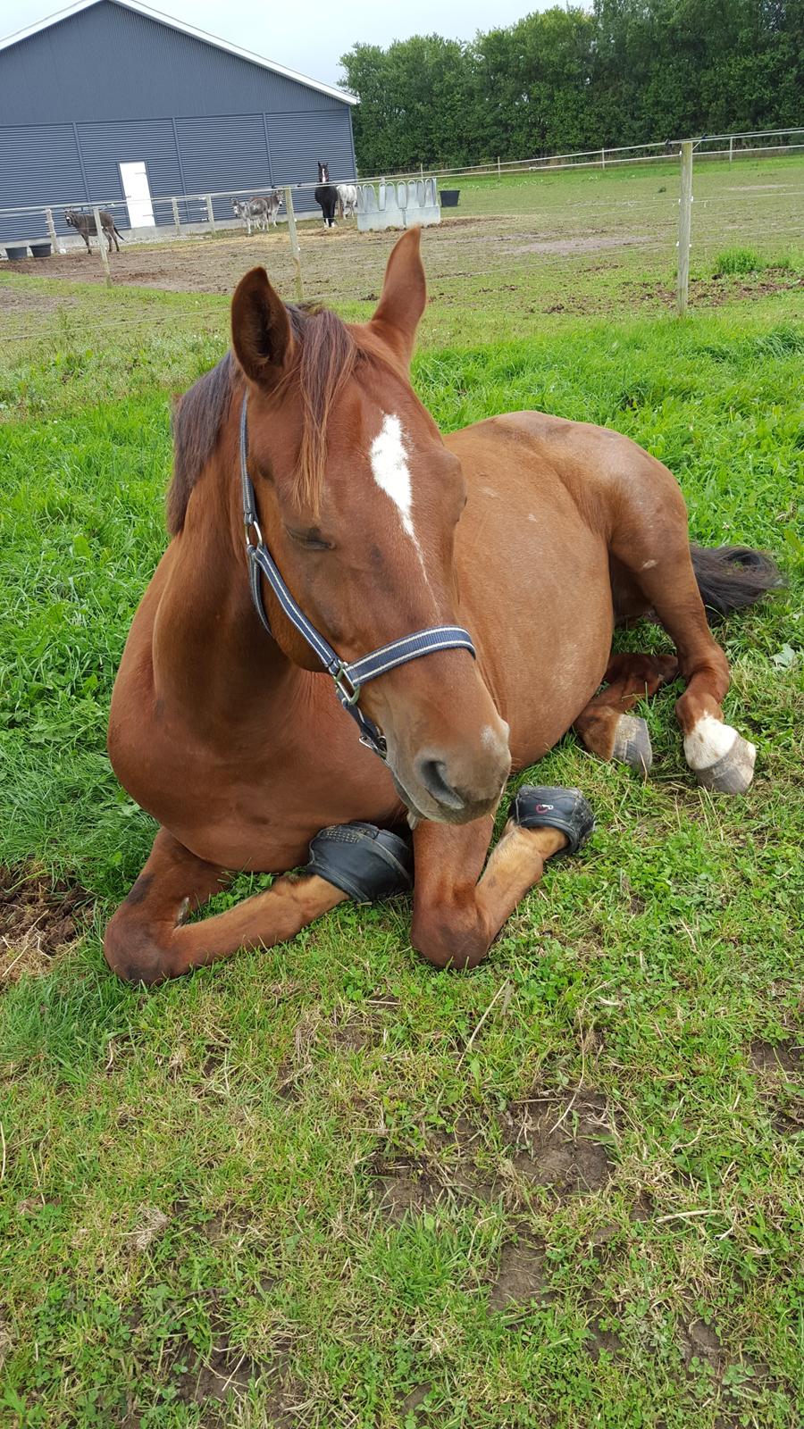 Welsh Partbred (Sec F) Meadows Red Ribbon billede 1