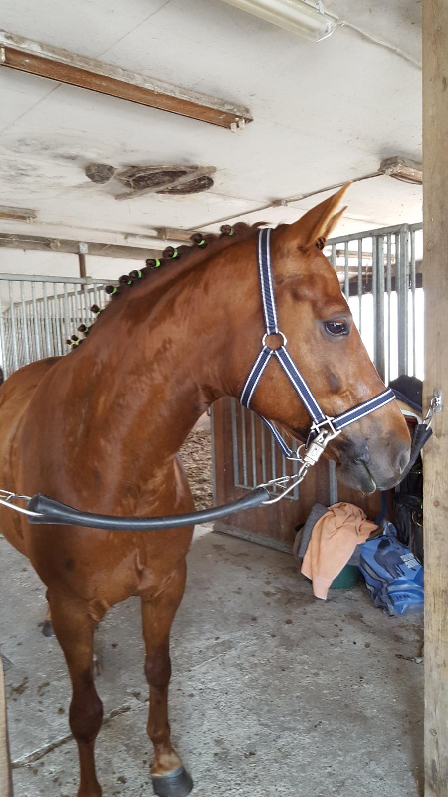 Welsh Partbred (Sec F) Meadows Red Ribbon billede 5