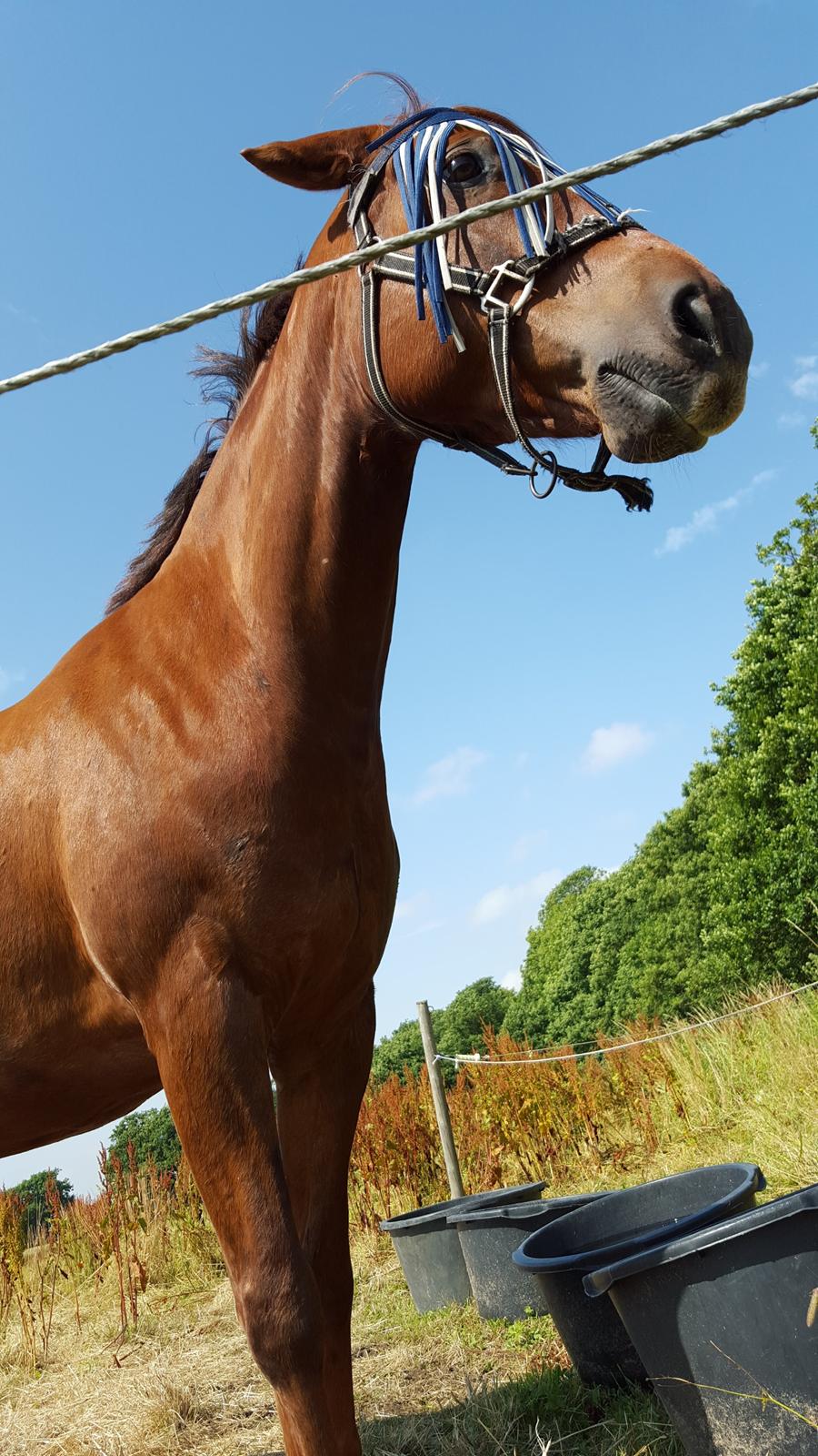 Welsh Partbred (Sec F) Meadows Red Ribbon billede 7