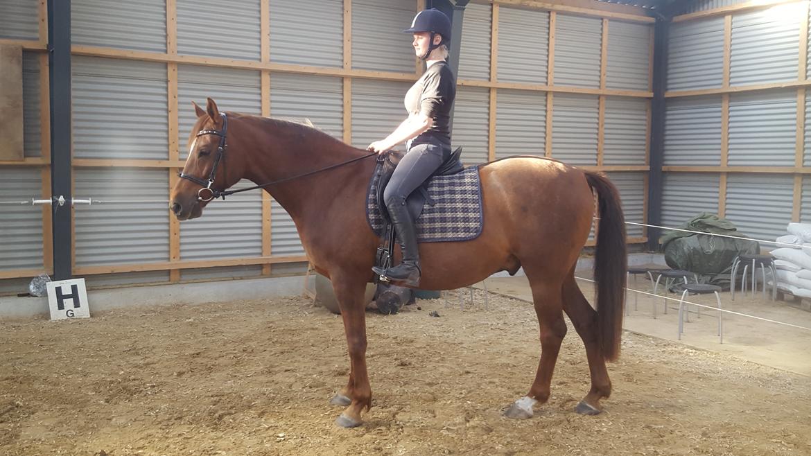 Welsh Partbred (Sec F) Meadows Red Ribbon billede 4