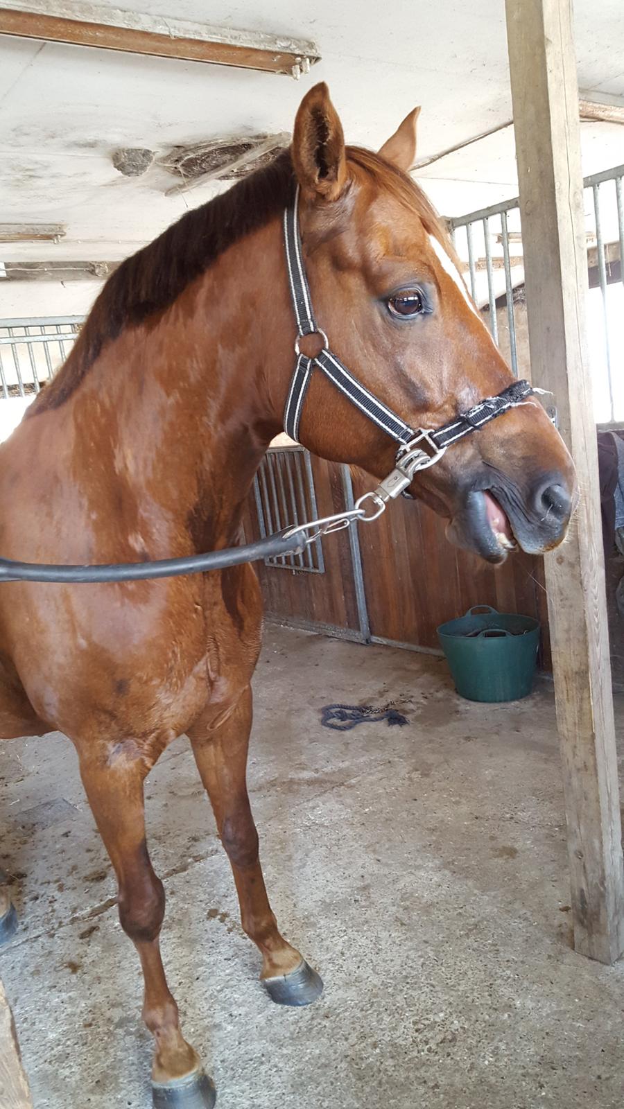 Welsh Partbred (Sec F) Meadows Red Ribbon billede 6