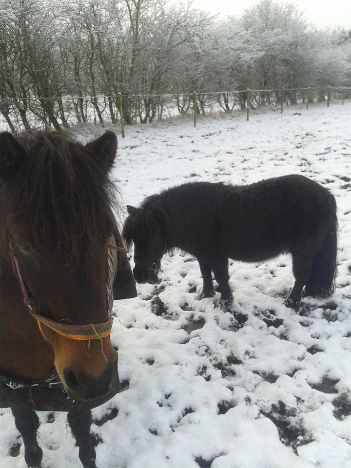 Knabstrupper Meicas Lala - Mini hingsten Rocco og Lala vinter 14/15 billede 7