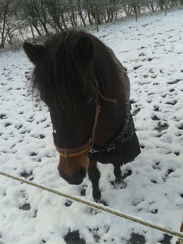 Knabstrupper Meicas Lala - definitionen af en vinterbamse. (i zebra striber)  billede 5