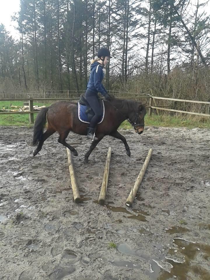 Knabstrupper Meicas Lala - Billede fra en af vores første rideture sammen. synes det er værd at bemærke, hvor meget jeg måtte holde ham tilbage dengang. nu, et halvt år senere, er dette ikke nødvendigt. Han klarer sig så flot. billede 10