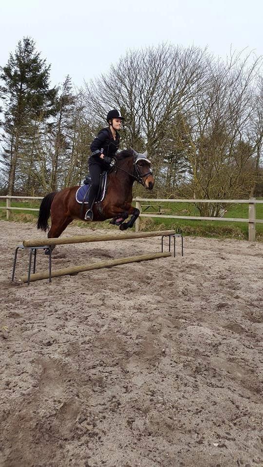 Knabstrupper Meicas Lala billede 8