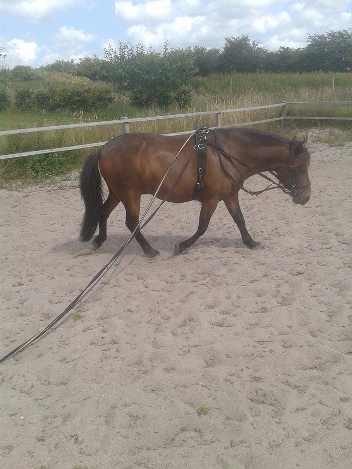 Knabstrupper Meicas Lala billede 6