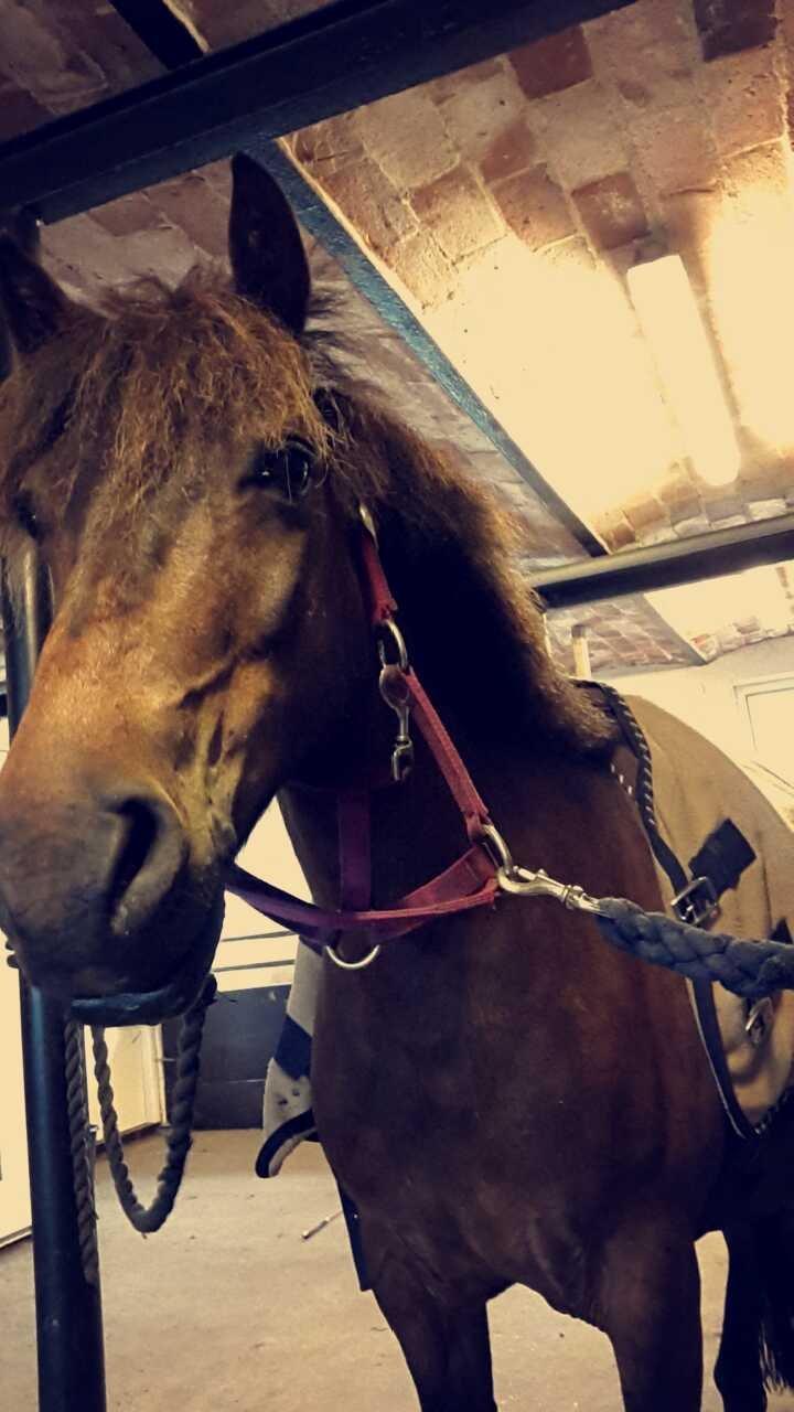 Knabstrupper Meicas Lala billede 13