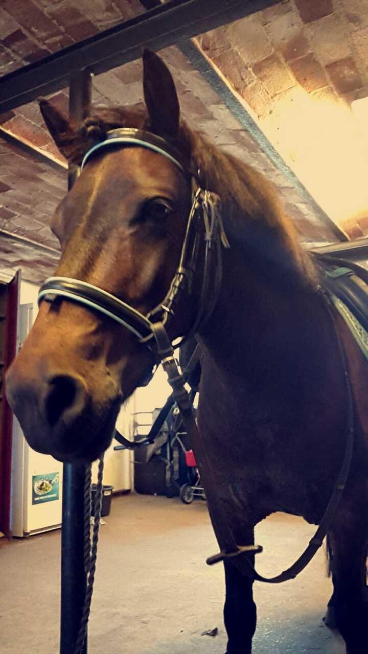 Knabstrupper Meicas Lala - bidløs billede 9