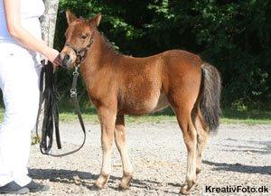 Knabstrupper Meicas Lala billede 2