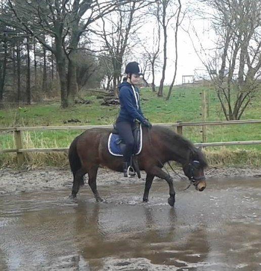 Knabstrupper Meicas Lala billede 4