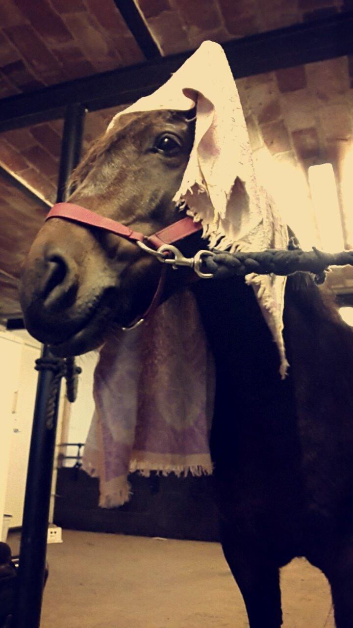 Knabstrupper Meicas Lala - Sådan får jeg tørret mine øre når jeg kommer våd ind fra folden billede 11