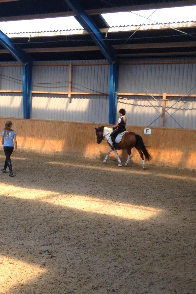 Pinto Toftekærgårds don julius billede 1