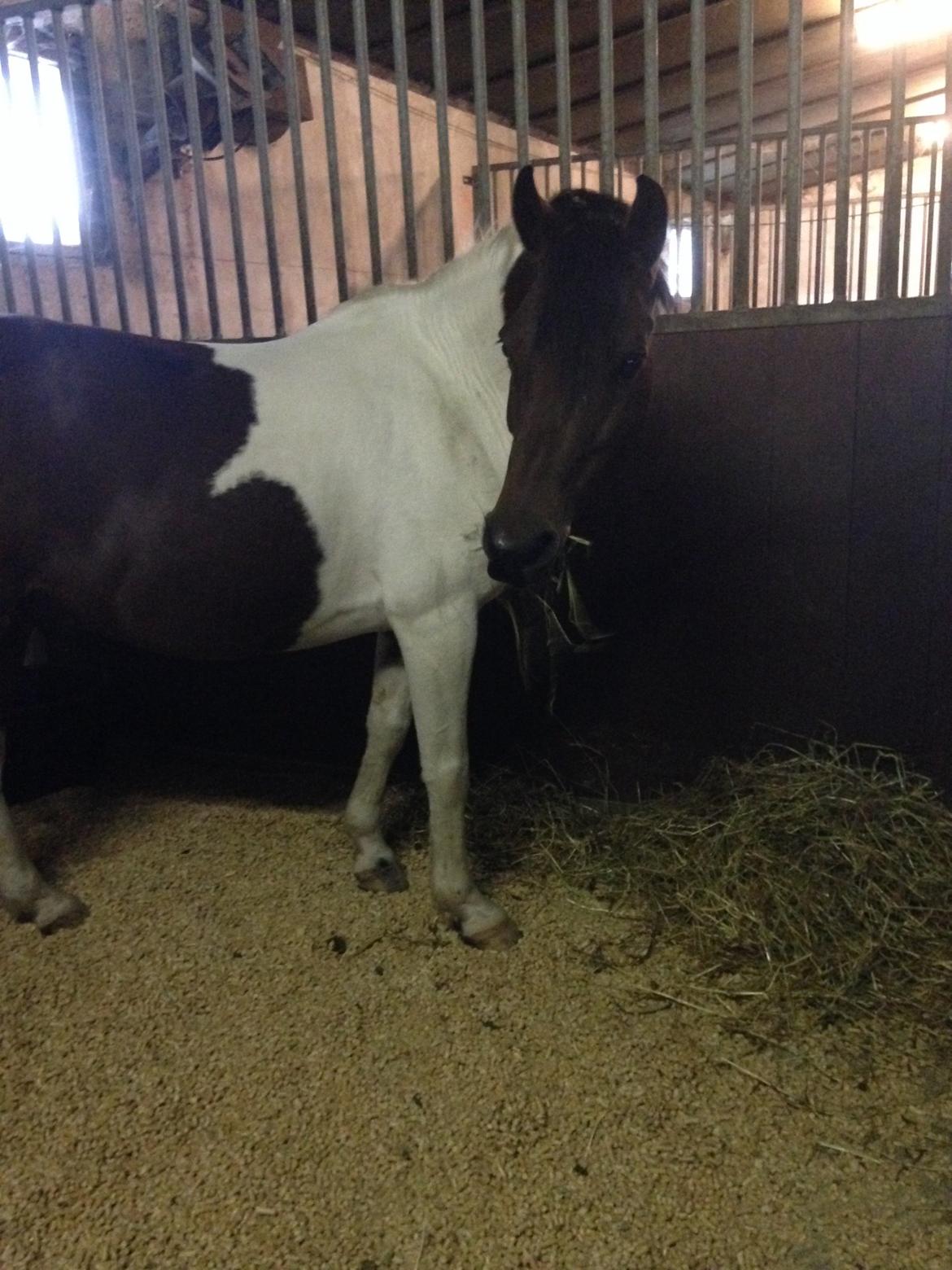Pinto Toftekærgårds don julius billede 3