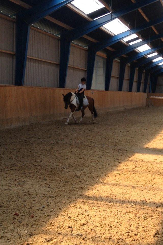 Pinto Toftekærgårds don julius billede 2