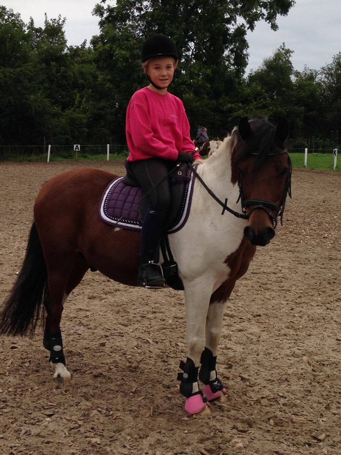 Pinto Toftekærgårds don julius billede 4