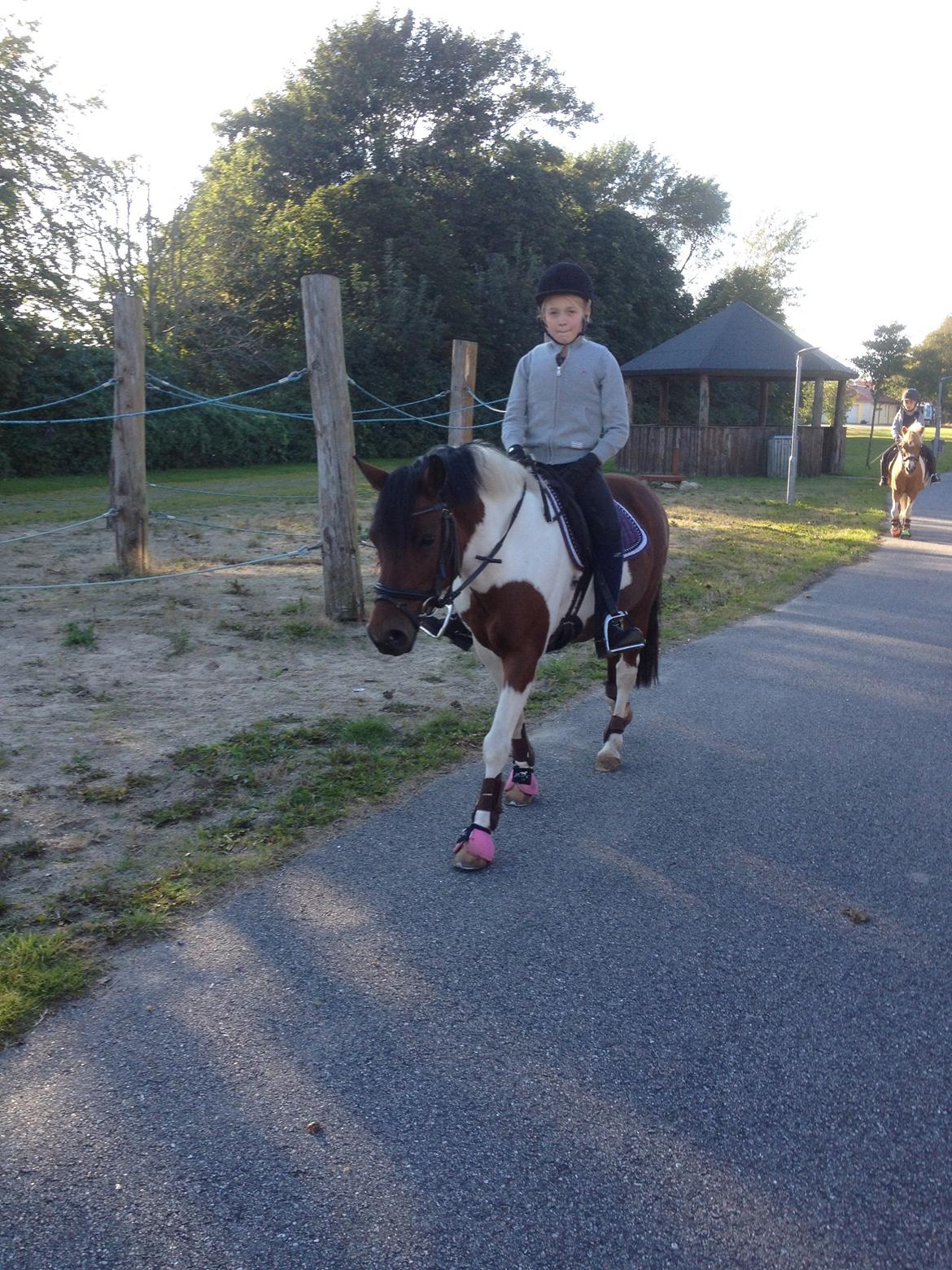 Pinto Toftekærgårds don julius billede 5