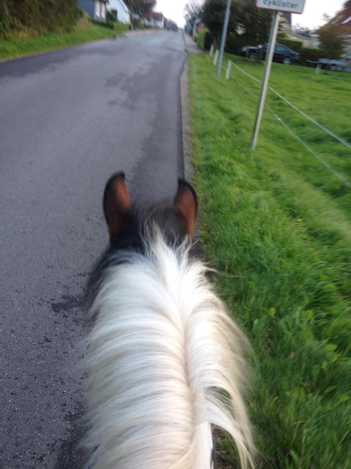 Pinto Toftekærgårds don julius billede 6