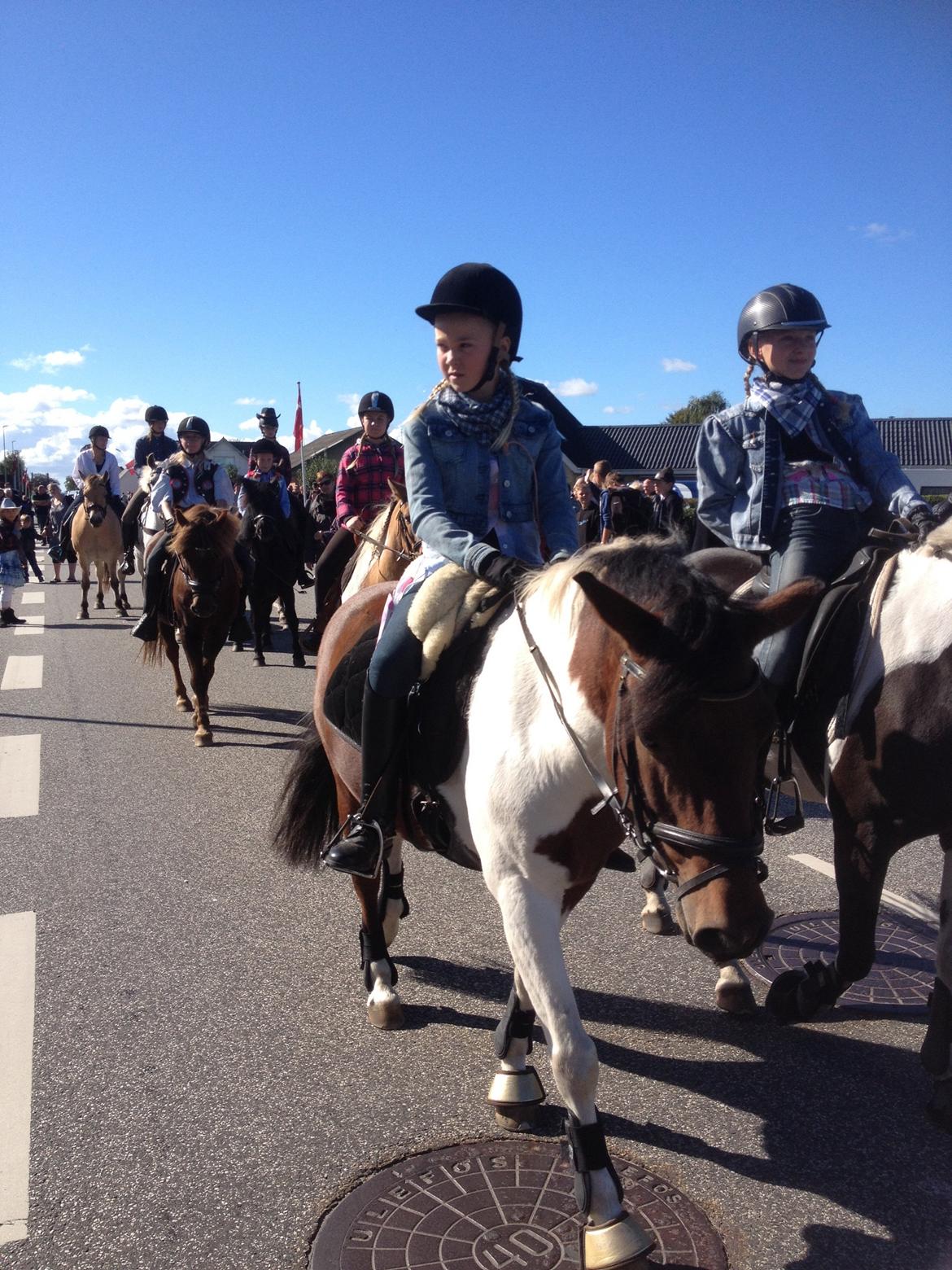 Pinto Toftekærgårds don julius billede 7