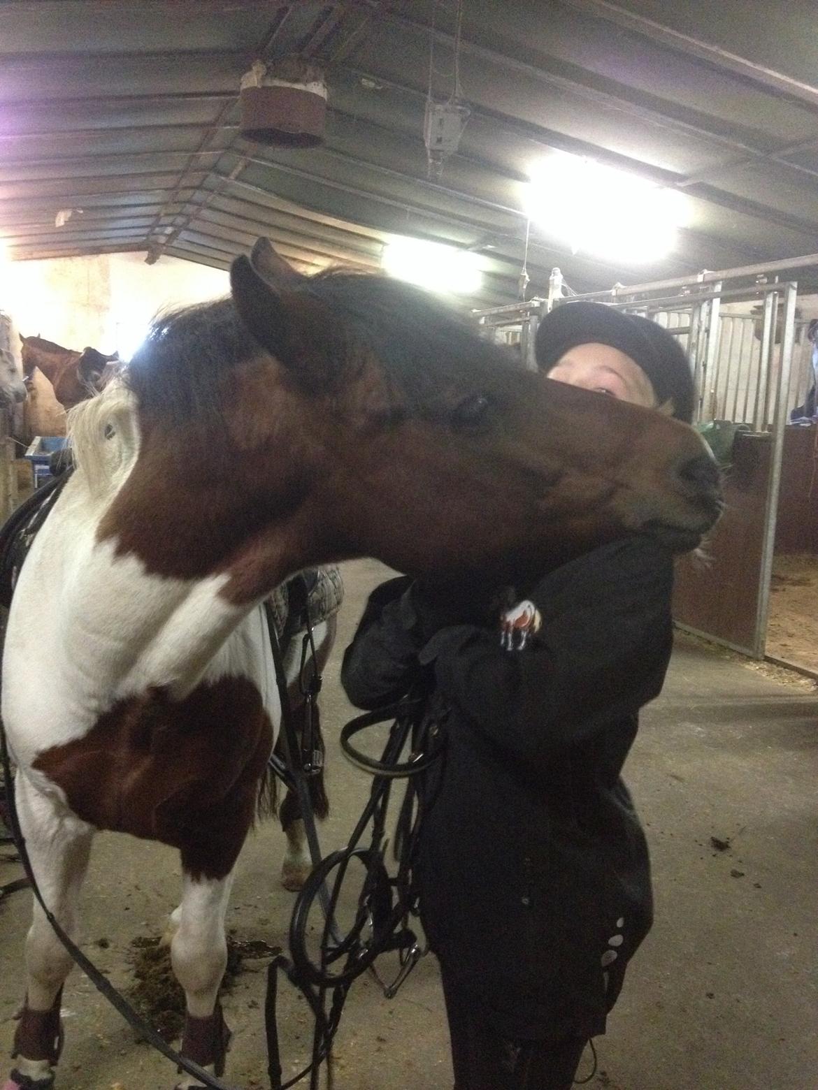 Pinto Toftekærgårds don julius billede 8