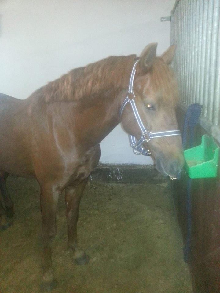 Anden særlig race Charlie By Fidelaty  billede 6