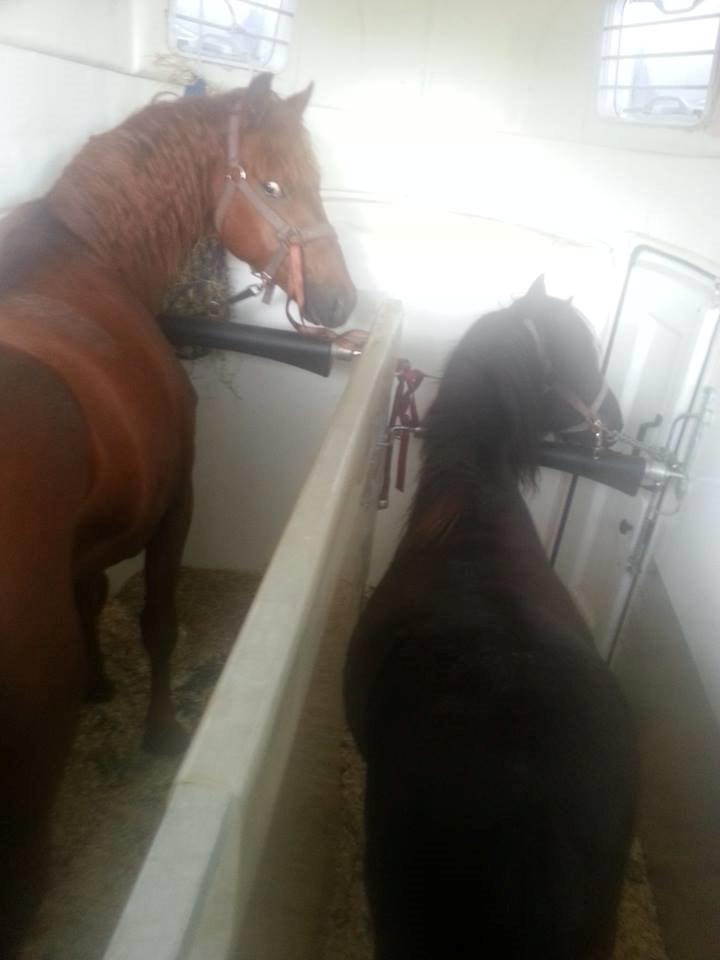 Anden særlig race Charlie By Fidelaty  billede 11