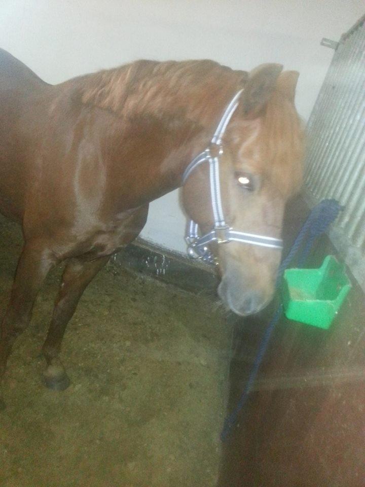 Anden særlig race Charlie By Fidelaty  billede 17