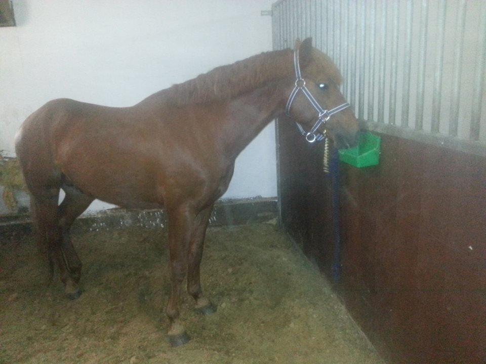 Anden særlig race Charlie By Fidelaty  billede 20