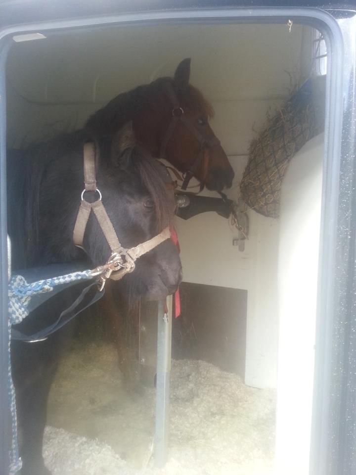 Anden særlig race Charlie By Fidelaty  billede 25