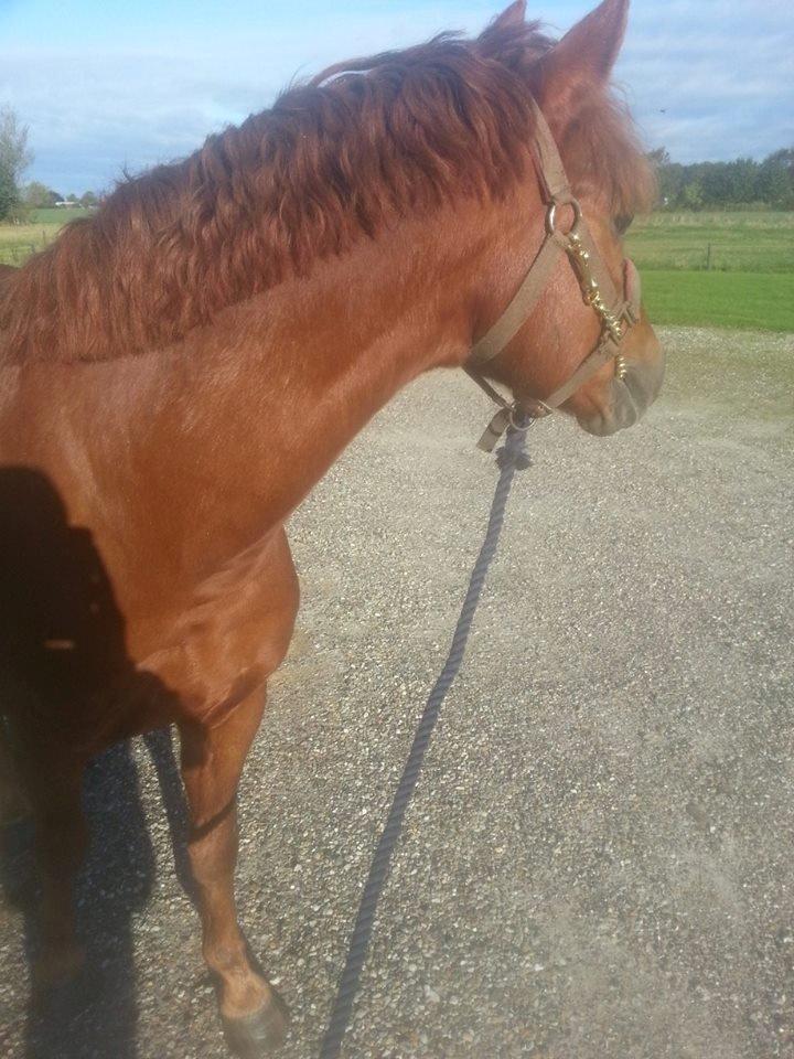 Anden særlig race Charlie By Fidelaty  billede 27